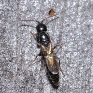 Bethylidae (family) at Hackett, ACT - 9 Jun 2020 11:57 AM