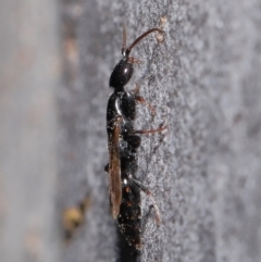 Bethylidae (family) at Hackett, ACT - 9 Jun 2020 11:57 AM