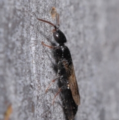 Bethylidae (family) at Hackett, ACT - 9 Jun 2020 11:57 AM