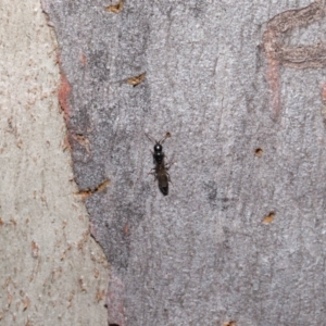 Bethylidae (family) at Hackett, ACT - 9 Jun 2020 11:57 AM