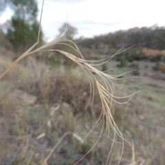 Anthosachne scabra (Common Wheat-grass) at Tuggeranong DC, ACT - 20 Feb 2020 by MichaelBedingfield