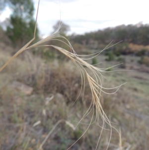 Anthosachne scabra at Tuggeranong DC, ACT - 20 Feb 2020