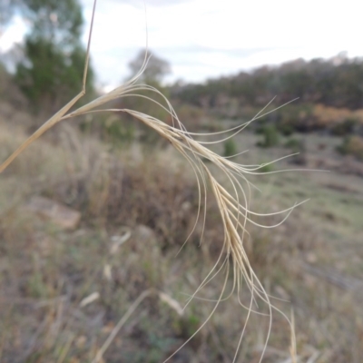 Anthosachne scabra (Common Wheat-grass) at Tuggeranong DC, ACT - 20 Feb 2020 by MichaelBedingfield