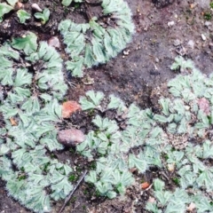 Riccia crinita (Liverwort) at Hackett, ACT - 12 Mar 2020 by RWPurdie