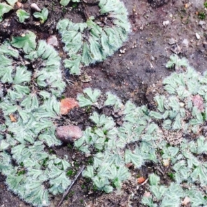 Riccia crinita at Hackett, ACT - 12 Mar 2020