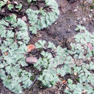 Riccia crinita (Liverwort) at Hackett, ACT - 11 Mar 2020 by RWPurdie