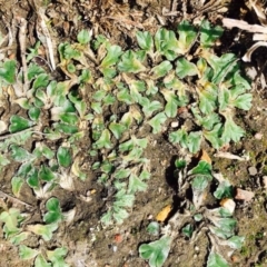 Riccia papulosa (A liverwort) at Black Mountain - 11 Mar 2020 by RWPurdie