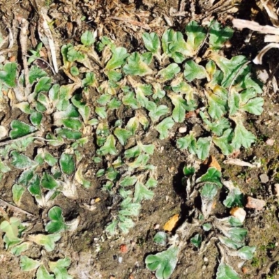 Riccia papulosa (A liverwort) at Black Mountain - 11 Mar 2020 by RWPurdie
