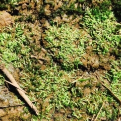 Riccia duplex var. megaspora at Black Mountain - 11 Mar 2020 by RWPurdie