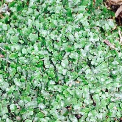 Asterella drummondii (A thallose liverwort) at Black Mountain - 13 Apr 2020 by RWPurdie