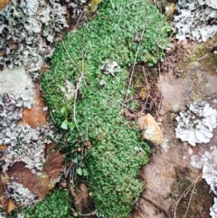 Asterella drummondii at Hackett, ACT - 14 Apr 2020