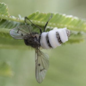 Entomophthora sp. (genus) at Dunlop, ACT - 16 Jun 2020