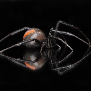 Latrodectus hasselti at Evatt, ACT - 13 Jun 2020 04:34 PM