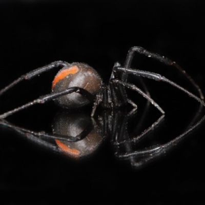 Latrodectus hasselti (Redback Spider) at Evatt, ACT - 13 Jun 2020 by TimL