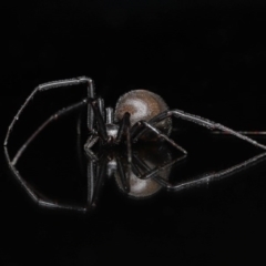 Latrodectus hasselti at Evatt, ACT - 13 Jun 2020