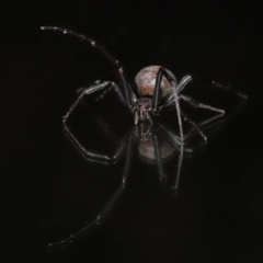 Latrodectus hasselti at Evatt, ACT - 13 Jun 2020