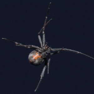 Latrodectus hasselti at Evatt, ACT - 13 Jun 2020