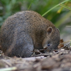 Isoodon obesulus obesulus at Paddys River, ACT - 19 Jun 2020