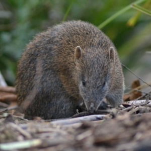 Isoodon obesulus obesulus at Paddys River, ACT - 19 Jun 2020