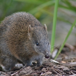 Isoodon obesulus obesulus at Paddys River, ACT - 19 Jun 2020