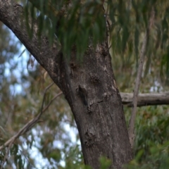 Cormobates leucophaea (White-throated Treecreeper) at Tidbinbilla Nature Reserve - 19 Jun 2020 by Bernadette