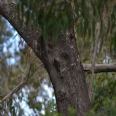 Cormobates leucophaea (White-throated Treecreeper) at Paddys River, ACT - 19 Jun 2020 by Bernadette