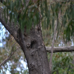 Cormobates leucophaea at Paddys River, ACT - 19 Jun 2020