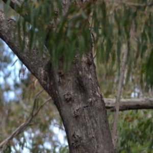 Cormobates leucophaea at Paddys River, ACT - 19 Jun 2020