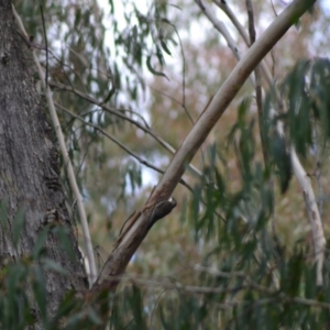 Cormobates leucophaea at Paddys River, ACT - 19 Jun 2020