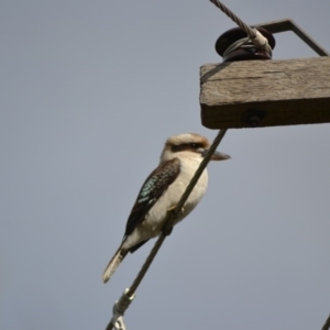 Dacelo novaeguineae at Macgregor, ACT - 22 Jun 2020