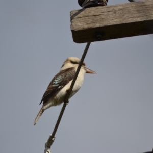 Dacelo novaeguineae at Macgregor, ACT - 22 Jun 2020