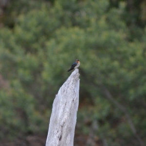 Hirundo neoxena at Paddys River, ACT - 22 Jun 2020 11:35 AM