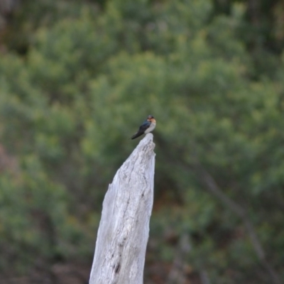Hirundo neoxena (Welcome Swallow) at Tidbinbilla Nature Reserve - 22 Jun 2020 by Bernadette