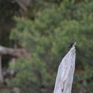 Hirundo neoxena at Paddys River, ACT - 22 Jun 2020 11:35 AM