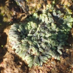 Riccia subbifurca (Liverwort) at Majura, ACT - 14 May 2020 by RWPurdie