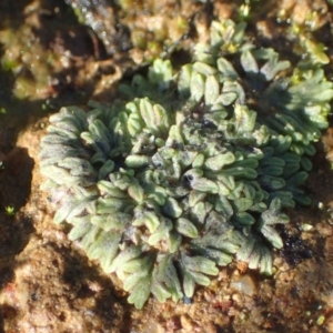 Riccia subbifurca at Majura, ACT - 15 May 2020