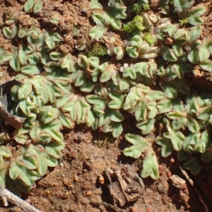 Riccia sorocarpa at Majura, ACT - 15 May 2020