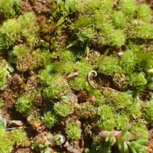 Fossombronia sp. (genus) at Majura, ACT - 15 May 2020