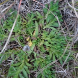 Leptorhynchos squamatus at Murrumbateman, NSW - 20 Jun 2020