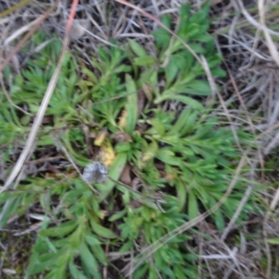 Leptorhynchos squamatus (Scaly Buttons) at Murrumbateman, NSW - 20 Jun 2020 by AndyRussell