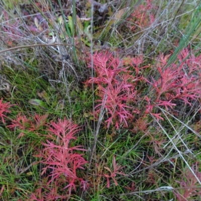 Haloragis heterophylla (Variable Raspwort) at Murrumbateman, NSW - 20 Jun 2020 by AndyRussell