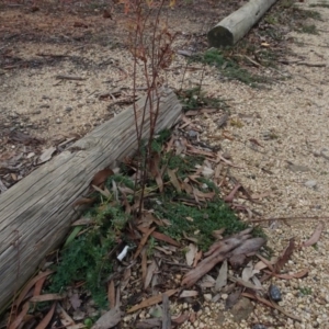 Hypericum perforatum at Campbell, ACT - 13 Jun 2020