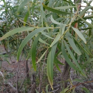 Acacia implexa at Campbell, ACT - 13 Jun 2020