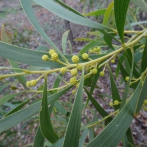 Acacia implexa at Campbell, ACT - 13 Jun 2020