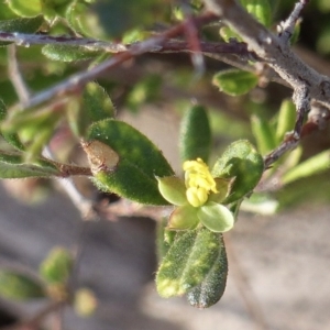 Hibbertia aspera subsp. aspera at Black Range, NSW - 22 Jun 2020