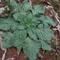 Echium plantagineum (Paterson's Curse) at Mount Pleasant - 13 Jun 2020 by AndyRussell