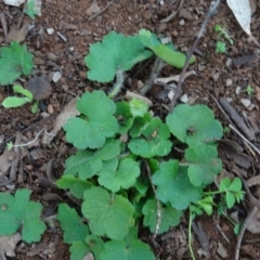 Hydrocotyle laxiflora (Stinking Pennywort) at Mount Ainslie to Black Mountain - 13 Jun 2020 by AndyRussell