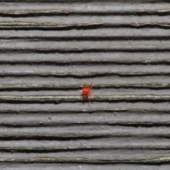 Anystidae (family) at Hackett, ACT - 21 Jun 2020 11:34 AM