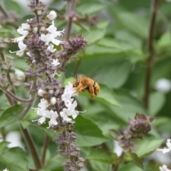 Amegilla (Asaropoda) bombiformis (Teddy Bear Bee) at WI Private Property - 3 Apr 2020 by wendie