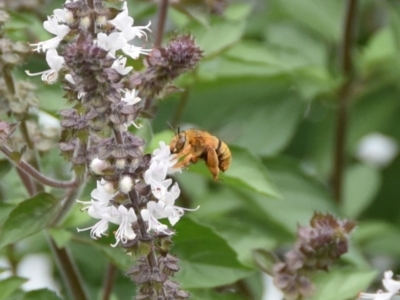 Amegilla (Asaropoda) bombiformis (Teddy Bear Bee) at Termeil, NSW - 3 Apr 2020 by wendie